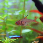 飼育8日目